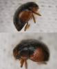Scymnus interruptus